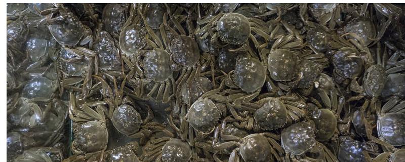 如何养殖河蟹，前期主喂精料、后期主喂荤料
