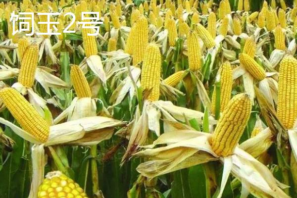 高产夏玉米品种介绍，不同的田地类型适合种植不同品种