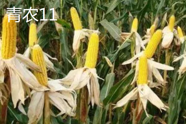 高产夏玉米品种介绍，不同的田地类型适合种植不同品种