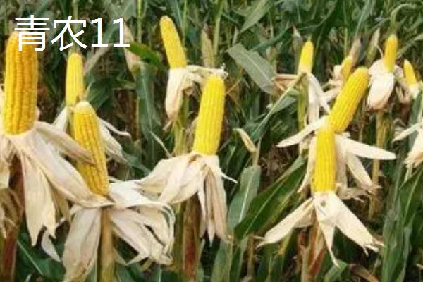 高产夏玉米品种介绍，不同的田地类型适合种植不同品种