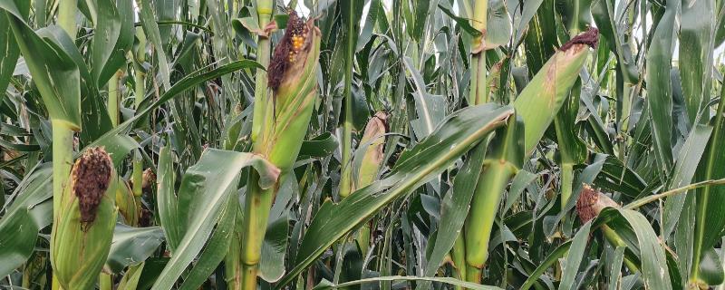 春玉米高产种植方法，选择活力高的种子可确保正常出苗