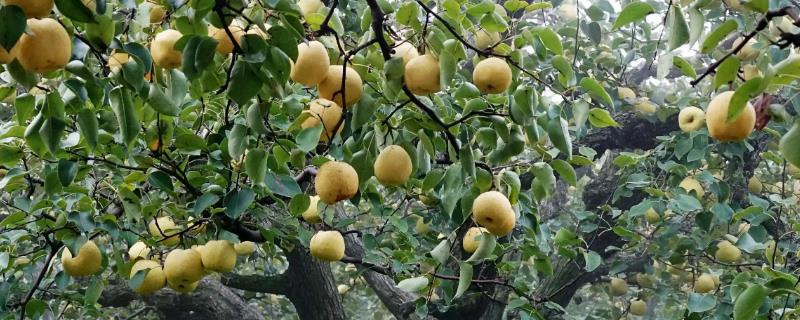 梨有哪些品种，包括鸭梨和香梨等类型