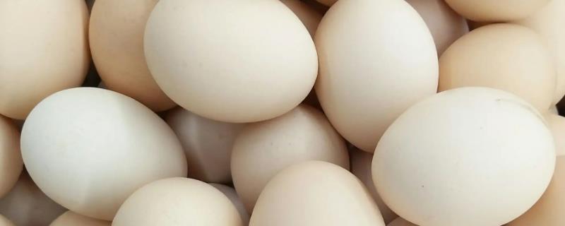 白壳鸡蛋和红壳鸡蛋有什么区别，主要差异在于颜色不同
