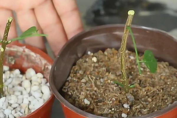 凌霄花的种植条件，在春秋季及时防治蚜虫