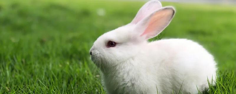 养殖兔子的方向，肉兔适合大部分养殖户