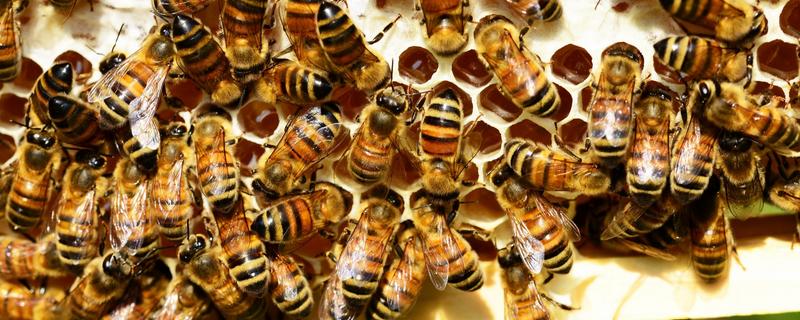 自然分蜂的意思，是指一群蜜蜂分成两群或多群
