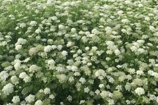 蛇床子种植方法，对土壤要求不严