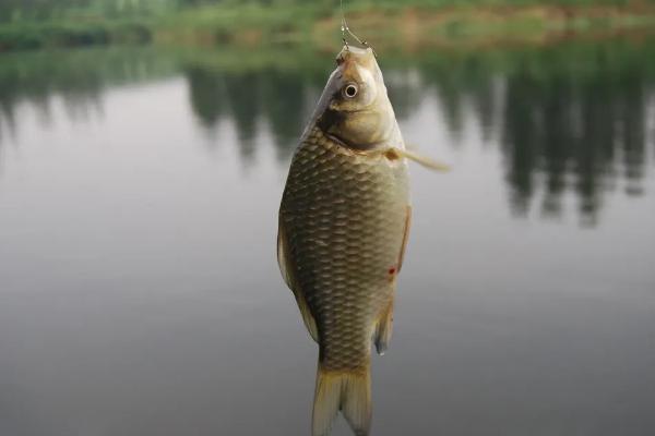 3号溪流钩适合钓鲫鱼吗，2两至3两的适合