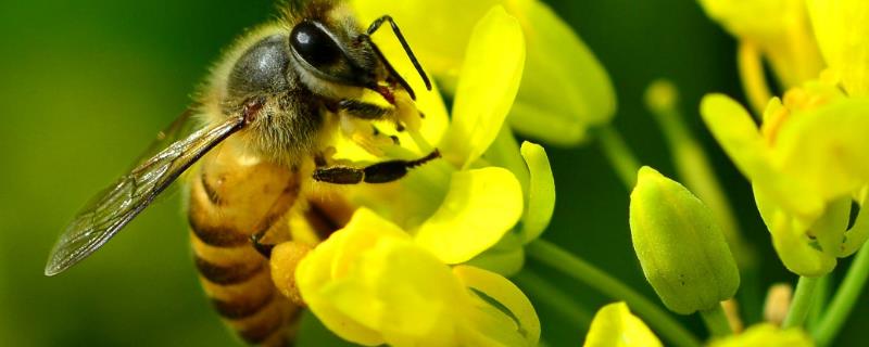 中蜂简单合群方法，对蜂群喷洒蜂蜜水后可直接混群