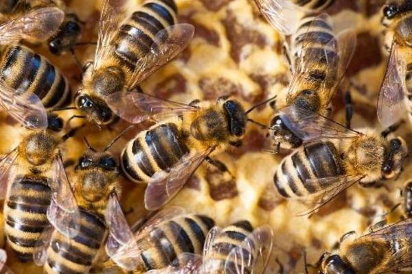 自然分蜂的意思，是指一群蜜蜂分成两群或多群