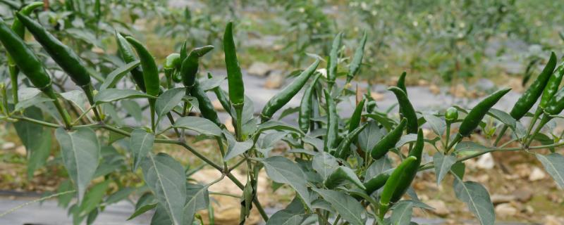 麦茬小辣椒怎么种植，需挑选株型紧凑的品种