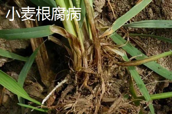 小麦病虫害有哪些及防治方法，常见类型有这8种