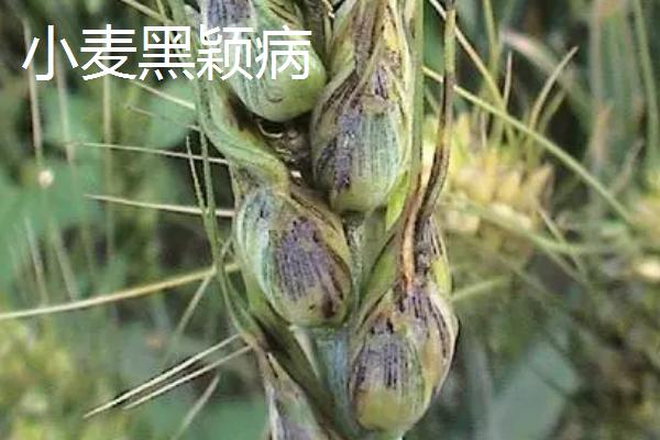 小麦病虫害有哪些及防治方法，常见类型有这8种