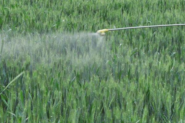 小麦病虫害有哪些及防治方法，常见类型有这8种