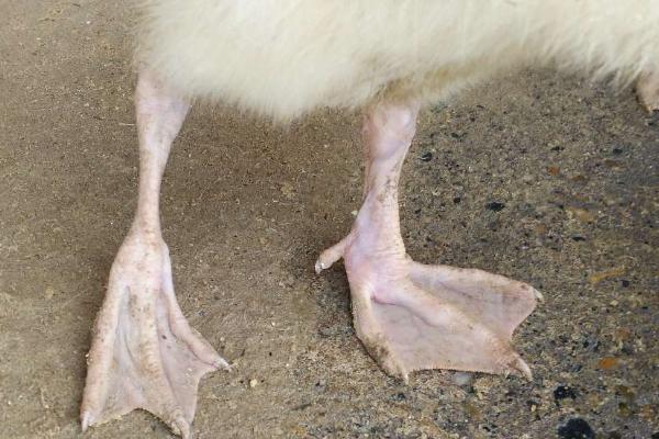 鹅脚关节肿胀发热的原因，病毒性关节炎会导致鹅无法站立
