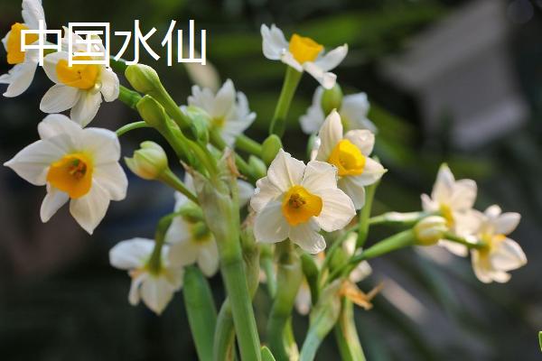 水仙花的品种，在1-2月开花