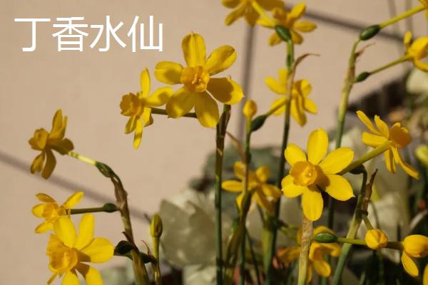 水仙花的品种，在1-2月开花