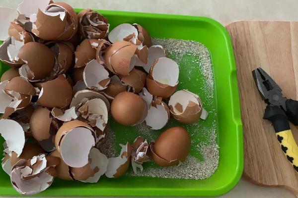 如何将鸡蛋壳做成肥料，碾碎后可直接掩埋