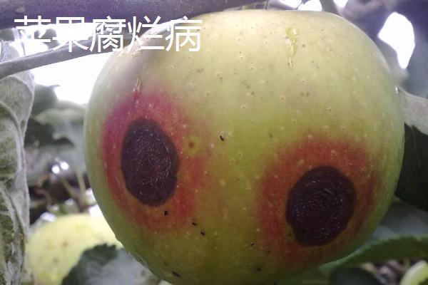 苹果树的常见病害及特征，主要病因包括干旱和冻害