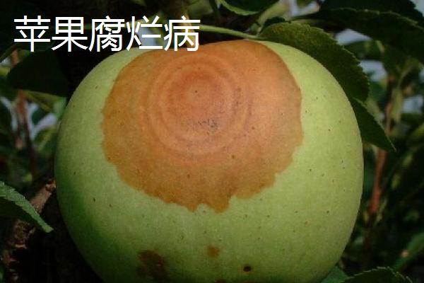 苹果树的常见病害及特征，主要病因包括干旱和冻害