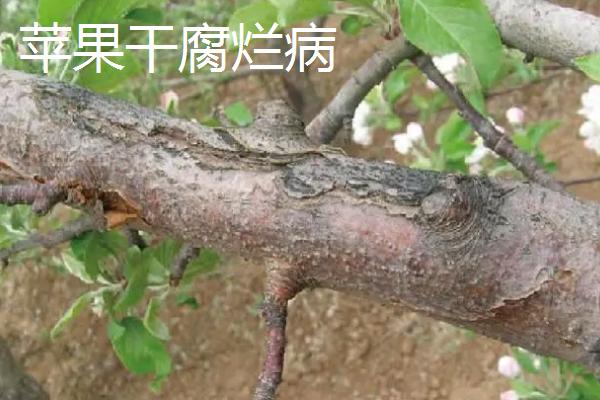 苹果树的常见病害及特征，主要病因包括干旱和冻害