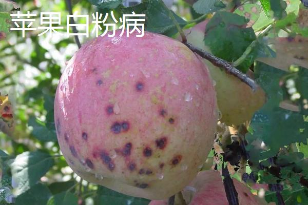 苹果树的常见病害及特征，主要病因包括干旱和冻害