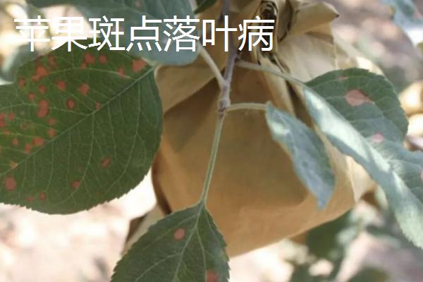 苹果树的常见病害及特征，主要病因包括干旱和冻害