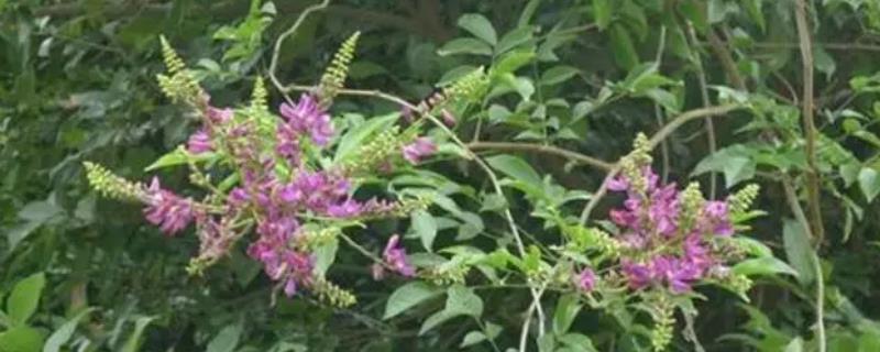 鸡血藤种子的售价和种植方式，一斤大概需要50-60元左右