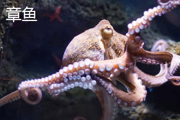 章鱼和鱿鱼的区别，章鱼有八条腕而鱿鱼有十条