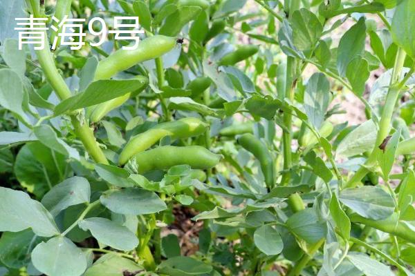 蚕豆的成熟期，每年5月份可上市