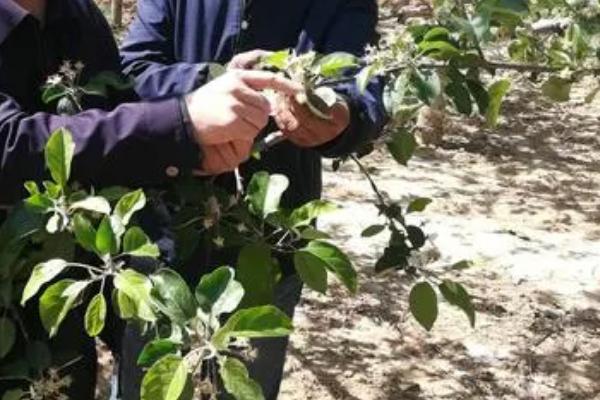 种植石榴怎么保花护果，人工授粉可增加坐果率