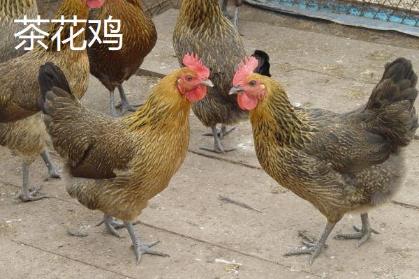 茶花鸡和土鸡有什么区别，茶花鸡具有褐色羽干纹