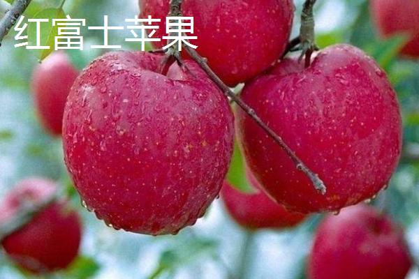 苹果的主产区，主要包括黄土高原、渤海湾等生产区域