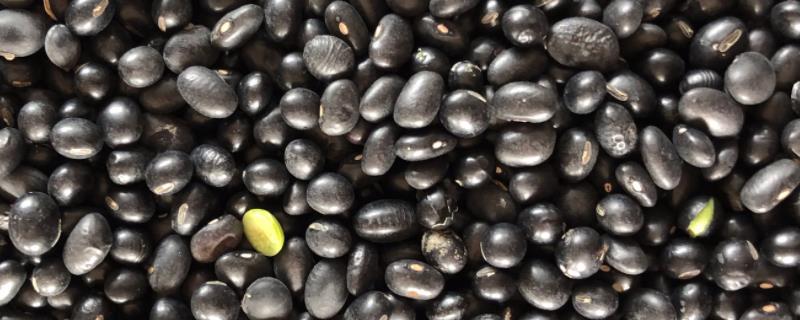 黑豆的产地，优质品种主产于江苏、陕西等省份