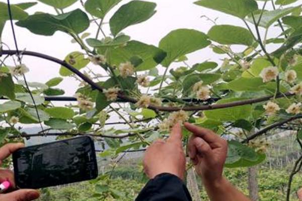 猕猴桃为何要人工授粉以及具体方法，雌雄花朵要相互传粉才能结果