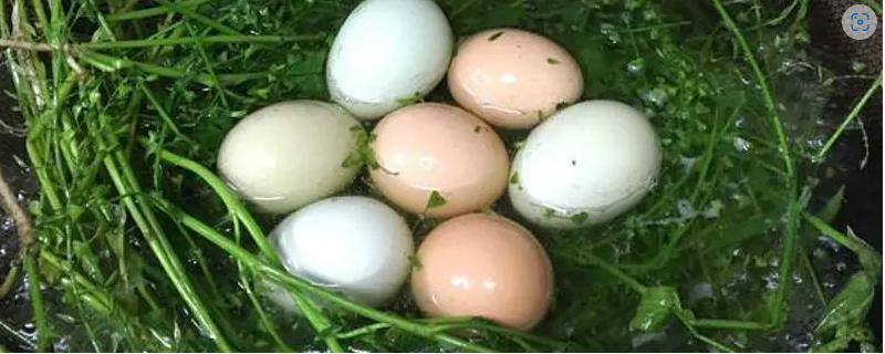 三月三日要吃地菜煮鸡蛋的原因，民间相信食用地菜（谐音“聚财”）可以发财