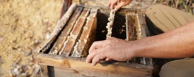 如何简单制做蜂箱，一般可使用杉木、松木、桐木等木材作为材料