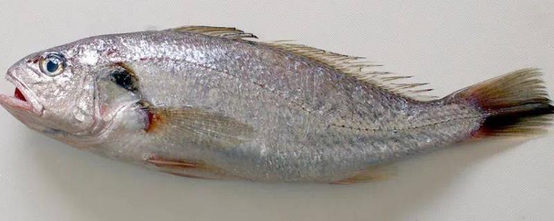 米鱼简介，广泛分布于北太平洋西部