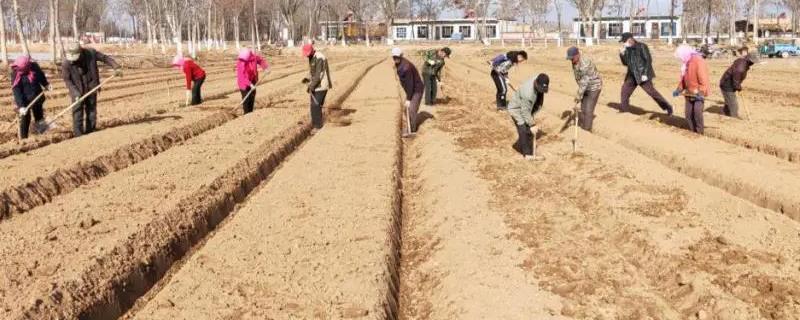 种蔬菜如何起垄，高度在25厘米左右为宜