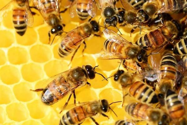 什么是雄蜂，是指由卵细胞发育成的雄性蜂种