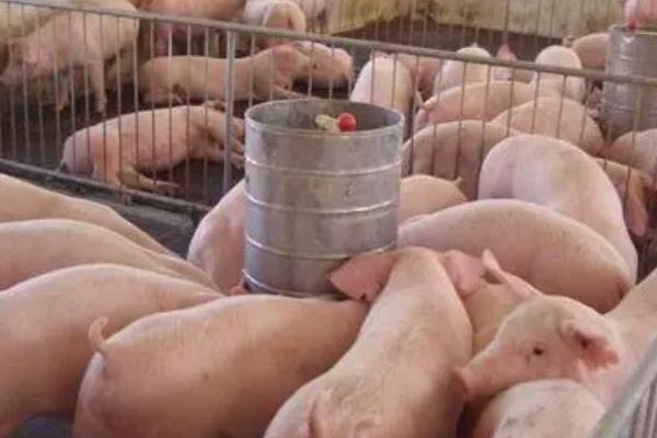 2017年养猪前景，猪价将依然处于高点