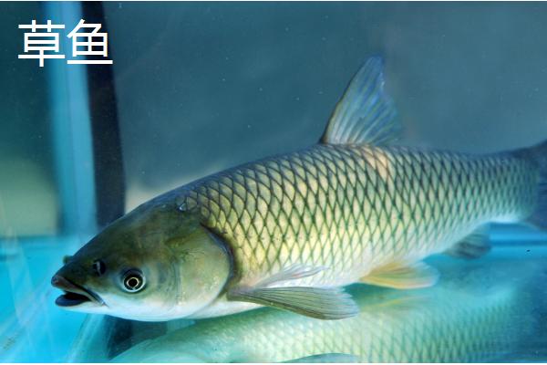 常见的鱼类品种，大部分均为淡水鱼