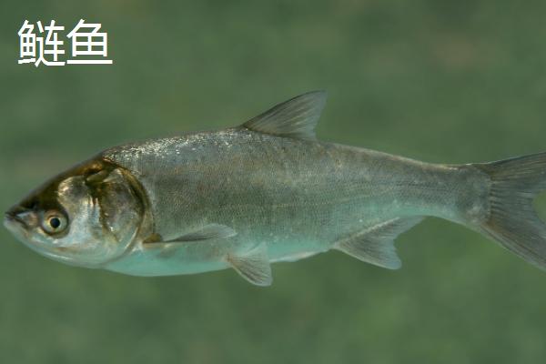 常见的鱼类品种，大部分均为淡水鱼