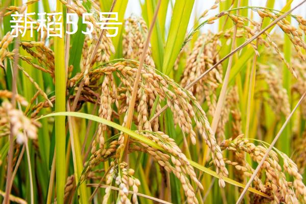 适合种植在新疆地区的水稻品种，新稻58号可在南疆和北疆推广种植