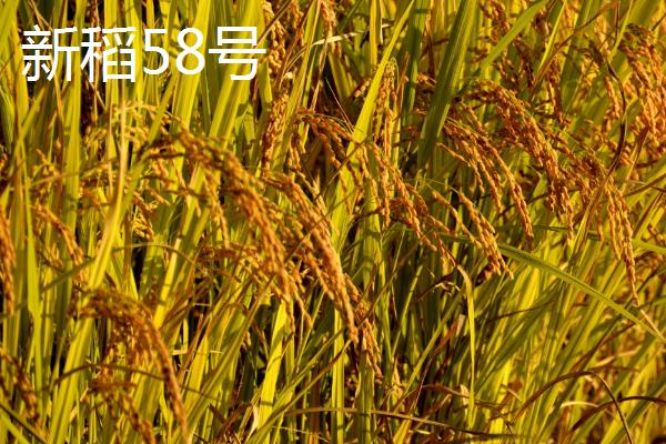 适合种植在新疆地区的水稻品种，新稻58号可在南疆和北疆推广种植