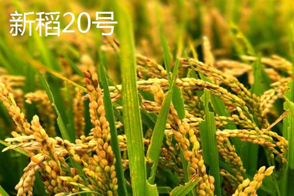 适合种植在新疆地区的水稻品种，新稻58号可在南疆和北疆推广种植