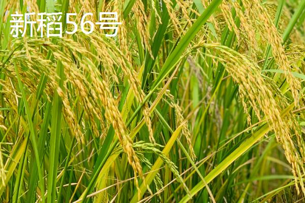适合种植在新疆地区的水稻品种，新稻58号可在南疆和北疆推广种植