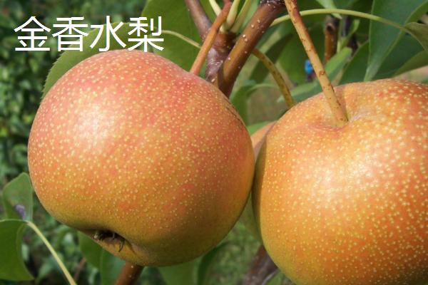 黑龙江省林口县的特产，滑子蘑深受国内外消费者的喜爱