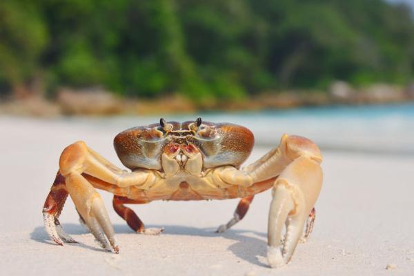 螃蟹的食物，食性较杂荤素兼食