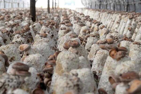 春栽香菇怎么把握时间以及选择品种，气温超过13℃有助于菌种萌发
